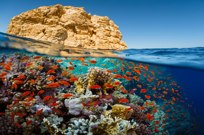 الدعوة لإعلان الحيد المرجاني الساحلي الأعظم للبحر الأحمر المصري محمية طبيعية
