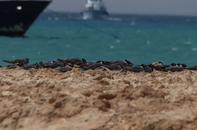 The current state of affairs of the Hurghada Archipelago IBA. 