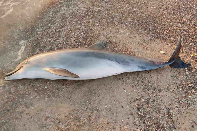 Stranding of dolphins in the Red sea! 