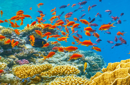 A new research project to understand the thermal resilience of corals in the Egyptian Red Sea