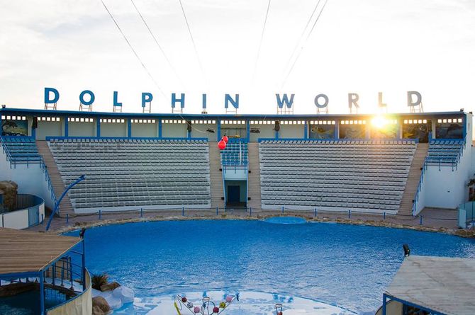 Killing Dolphins for your Entertainment 