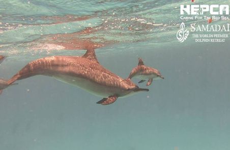 Samadai : The Dolphin House 