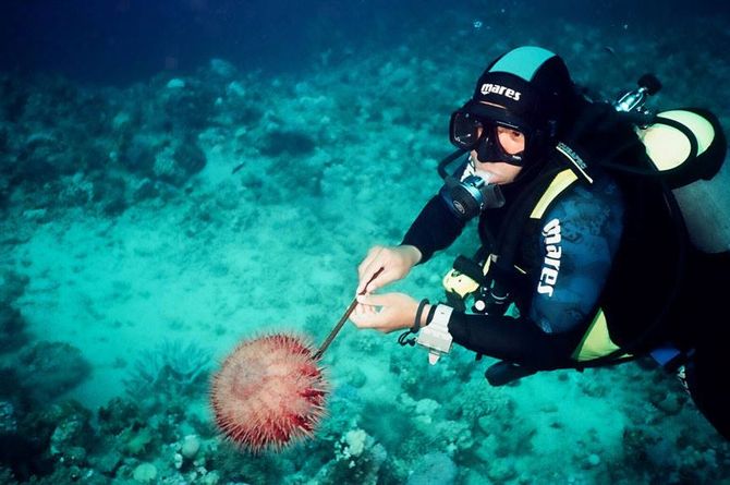 HEPCA-organized Crown of Thorns Survey and Cleanup 