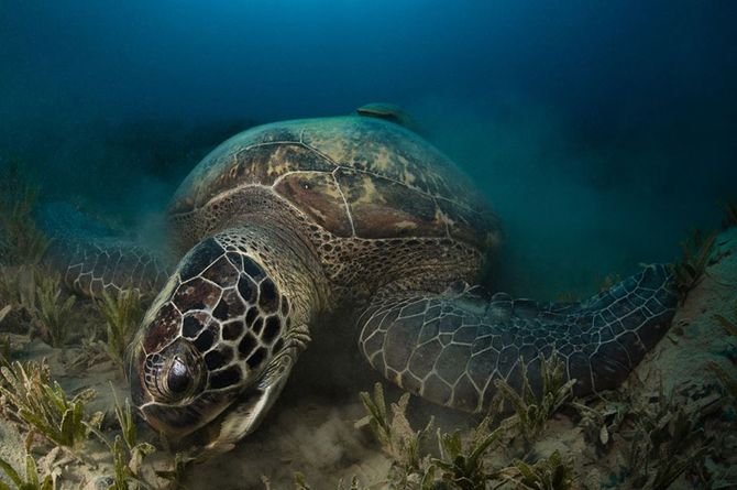 SEA TURTLES RESCUE AND RELEASE 