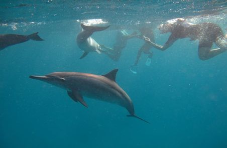 Code of Conduct for Dolphin Encounters 