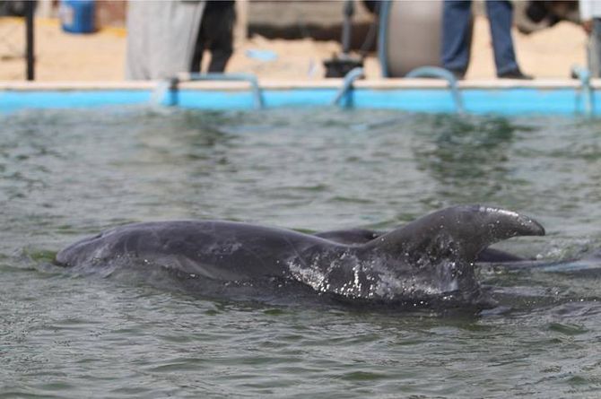 Ultimatum to move the dolphins and new decree banning mammal imports 