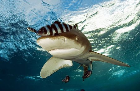 Long Awaited Victory for Shark and Manta Protection 