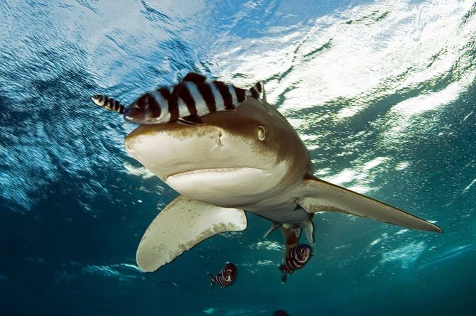 Amazing creatures - 4 Sharks part 1 