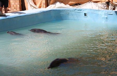 Dolphins imprisoned in Hurghada 