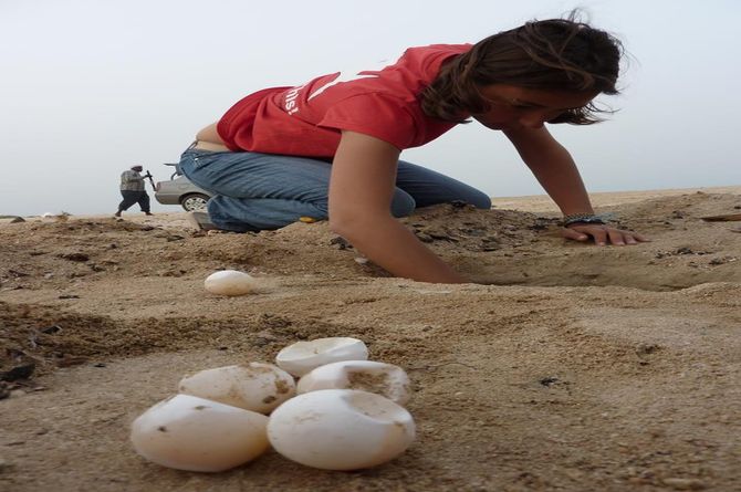 HEPCA 2011 Review - A Turtle-Tastic Year 