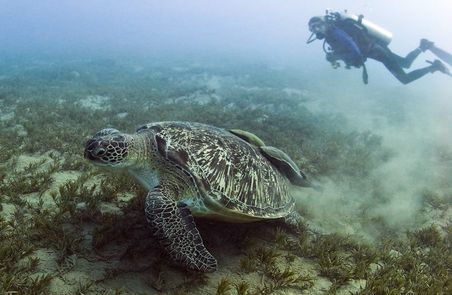 Does snorkelers and divers behavior influence marine turtles? 