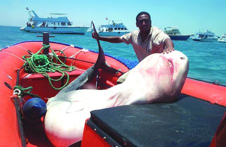 Sinai Governor & Tourism Minister Intervene to Protect Sharks 