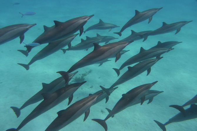 Be Dolphin Safe! 