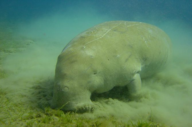 Our amazing creatures. Part 1: The Dugong 