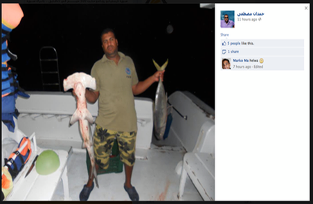 Slaughtered Hammerhead Investigation Concluded 
