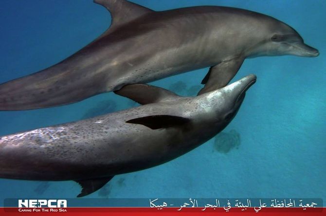 Care for Dolphins 