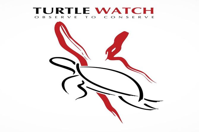 What’s happening for Egyptian Red Sea turtles in 2012? 