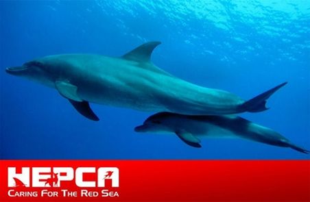 HEPCA's Dolphin Expedition Heads South 