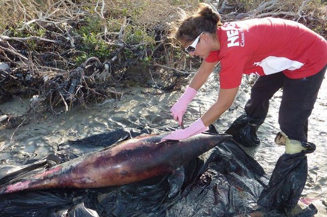 Juvenile bottlenose dolphin stranded in El Gouna 
