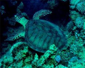 Green or Olive-ridley? First evidence of hybridization in marine turtles of the Egyptian Red Sea 