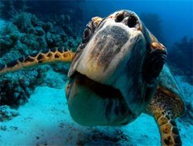 HEPCA launches Turtle Research and Conservation Project 