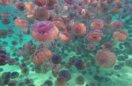 Jellyfish bloom-outbreak 