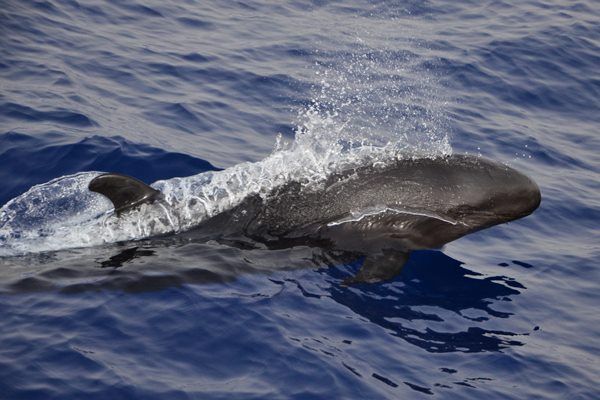 False Killer Whales Spotted in the South 