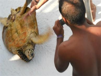 Hurghada Citizen Exposes Turtle Harassment 