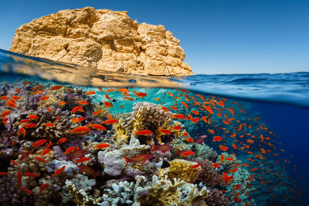 Egyptian Red Sea Red Sea Wikipedia