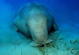 Red Sea Dugongs