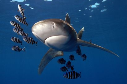 Red Sea Sharks