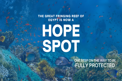 إعلان الحيد المرجاني الساحلي الأعظم للبحر الأحمر المصري بقعة أمل